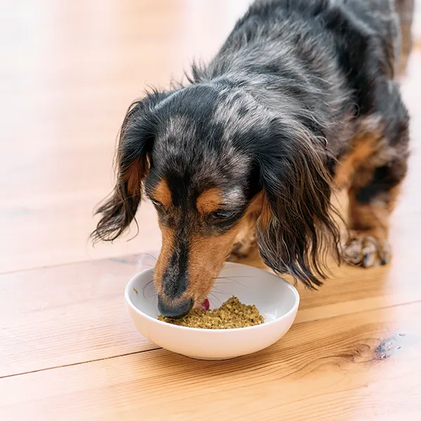 ごはんを食べる犬
