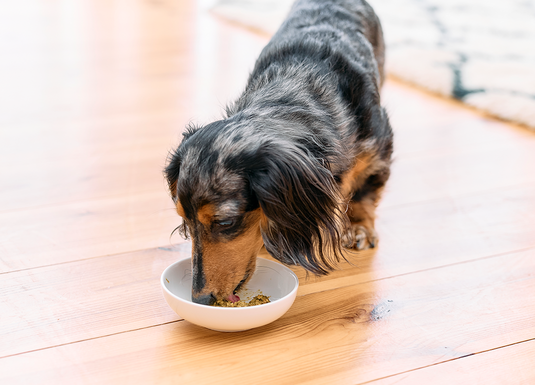 GOODISHをおいしそうに食べる愛犬