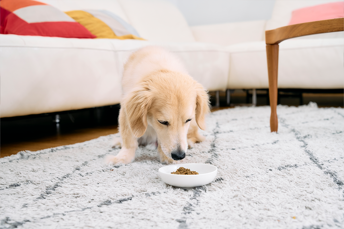 GOODISHの異なるフレーバーの香りを楽しむ愛犬