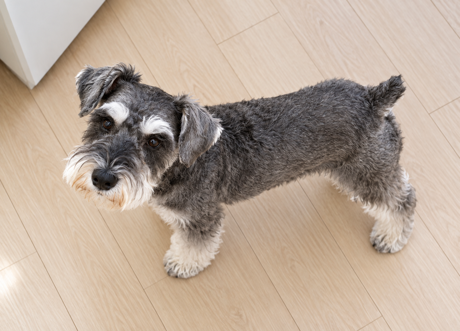 愛犬の体重や体形の変化を確認する様子
