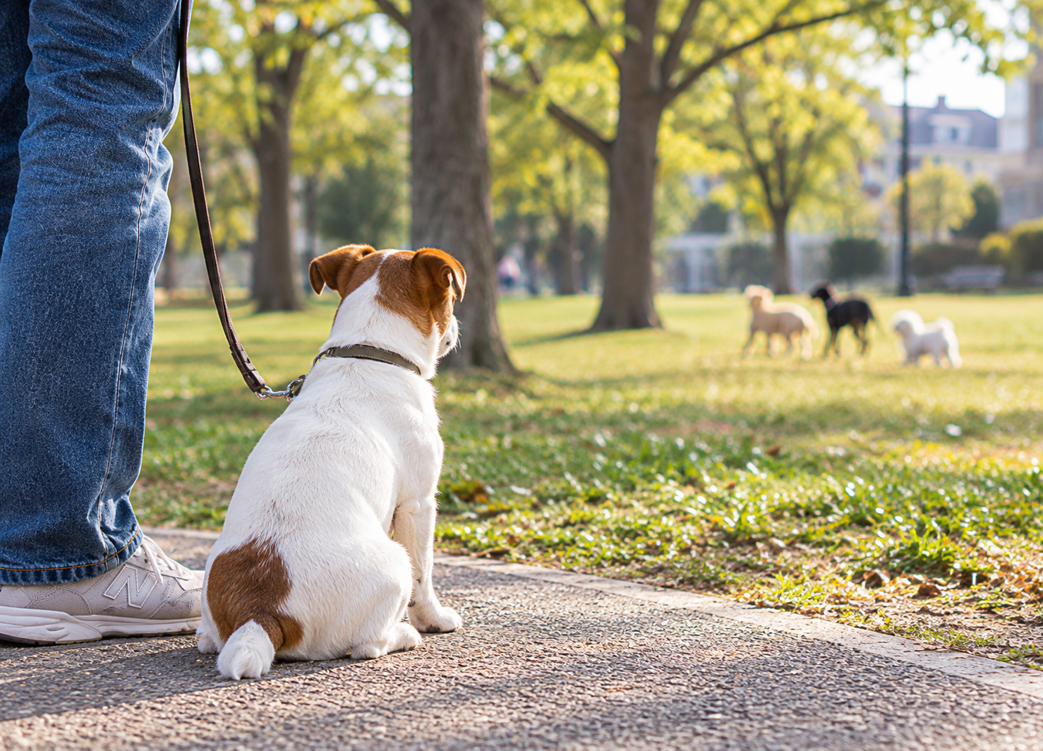 ほかの犬たちを少し離れた場所から眺めながら飼い主と散歩する犬